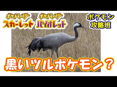 あくタイプのツルモチーフポケモン情報！【ポケモンスカバイ】【ポケモン攻略班】【ポケモンスカーレットバイオレット】【ポケモンSV】
