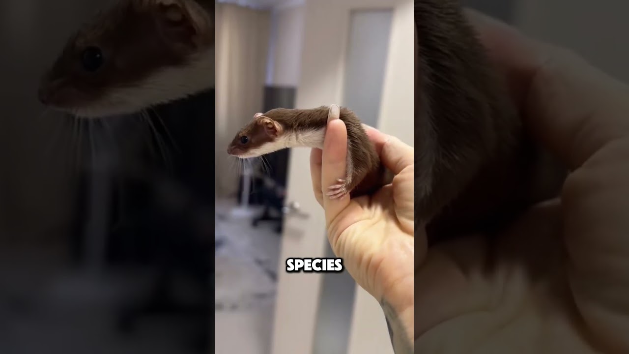 Горностай, мех которого меняет цвет в зависимости от сезона 