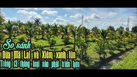 SO SÁNH DỪA MÃ LAI VÀ XIÊM XANH LÙN TRỒNG 13 THÁNG PHÁT TRIỂN NHƯ THẾ NÀO? CÁCH CHĂM SÓC DỪA CÒN NHỎ