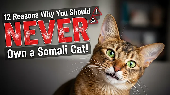 Video 11075751: somali cat