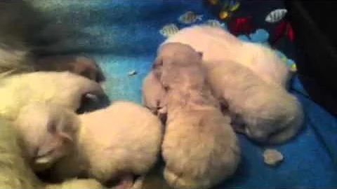 Watch the video about New baby Himalayan kittens 6 days old