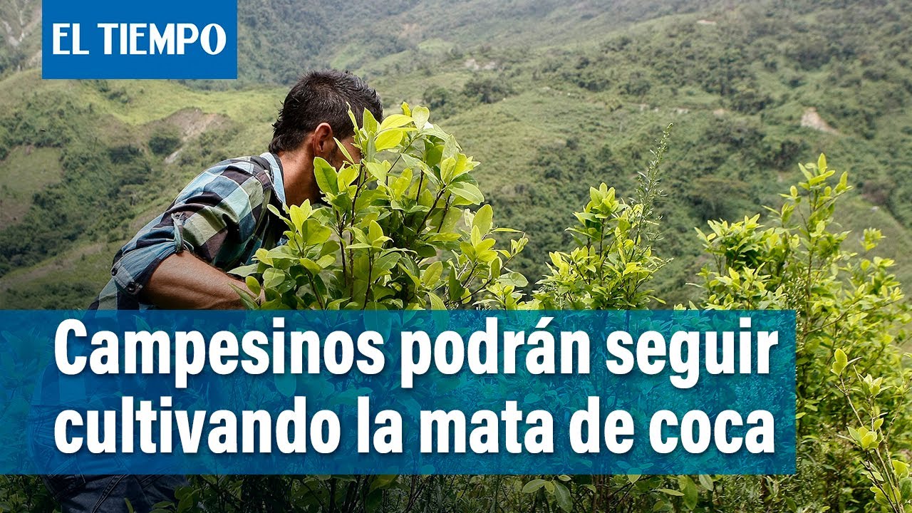 Gustavo Petro propone cambios en lucha contra las drogas | El Tiempo