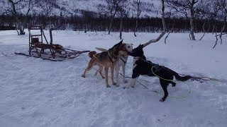 Dog Sledding in Norway - Winter Fun in the Arctic.