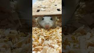My hamster core | part 2| часть 2 #hamster#part2#милыеживотные