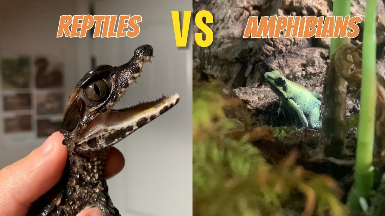Are Amphibians Reptiles? | Reptiles Vs Amphibians