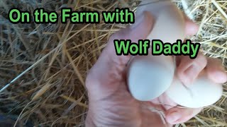 On the Farm with Wolf Daddy by Wolf Daddy Leyton Jay Cougar 62 views 3 years ago 11 minutes, 43 seconds