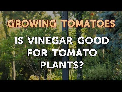 Is Vinegar Good for Tomato Plants?