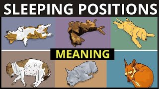 What Your Dog's Sleeping Position Reveals About Their Personality, Health, and Character