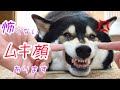 怖くない柴犬のムキ顔です。噛みつかないガルガルを安心してお楽しみください。