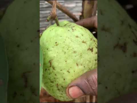 ☘️ Grow Guava Tree Faster with These Simple Tips! #guava#shorts