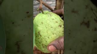 ☘️ Grow Guava Tree Faster with These Simple Tips! #guava#shorts