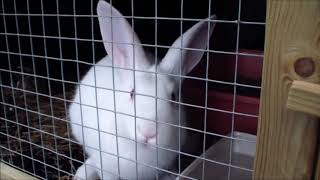 Bringing the disabled bunny to the bunnyrescue! - Konijnenopvang Hazel by the Dutch Sighthound 77 views 5 years ago 2 minutes, 50 seconds