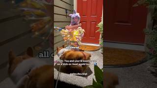 Corgi and little unicorn on treat hunt #spookyseason