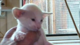 Three week old Burnthwaites Siamese Kittens