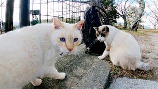 薄茶シロ猫「おい！そこのタヌキみたいな猫！ここは俺の縄張りだぞ！！」
