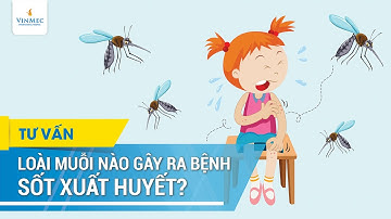 Muỗi nào gây sốt xuất huyết?