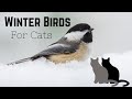 Winter birds for cats and people too of course