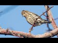 Pine siskin calls