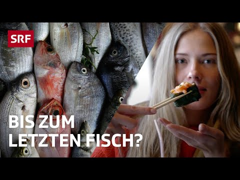 Video: Ist Fisch und Wild föderal oder staatlich?