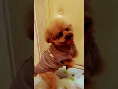 اجمل كلب يرقص شنق ليله