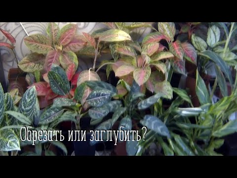 Video: Aglaonema (63 Fotot): Kas See On Mürgine Taim Või Mitte? Lillede Hooldus Kodus Ja Paljundamine. Miks Agaonema Lehed Kollaseks Muutuvad?