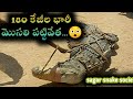 భారీ మొసలి పది అడుగులు 180  కేజీల ( crocodile ) పట్టివేత. Sagar snake society 9985545526