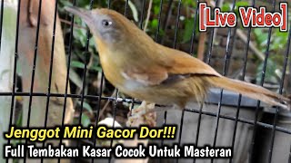 MASTERAN BURUNG CUCAK JENGGOT MINI || Masteran Tembakan Burung Kecil