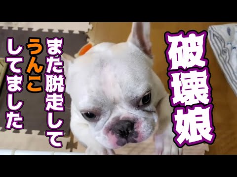 脱走してうんこしてました【I ran away and pooped】