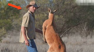 He challenged the kangaroo and regretted it