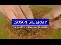 Сравнение двух сахарных браг на сухих и прессованных дрожжах