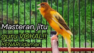 KENARI GACOR DURASI PANJANG Cuit CUIT BIRAHI UNTUK PANCINGAN & MASTERAN Kenari PAUD AGAR BUNYI