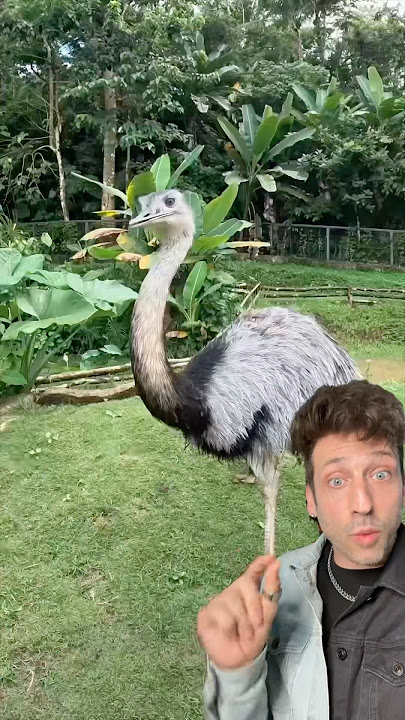 Ostriches are TERRIFYING
