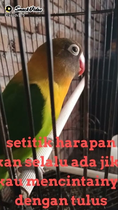 STT wa kicau mania