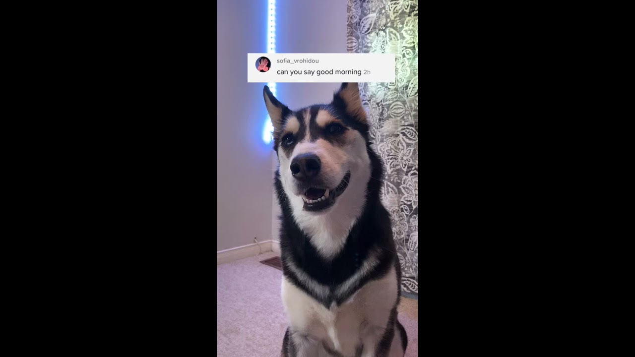 Can My HUSKY Speak ENGLISH 