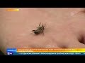 Десятки миллионов пчел погибли в Башкирии из-за борьбы с шелкопрядом