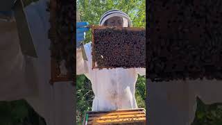 Splitting a hive to make a second colony and stop swarming