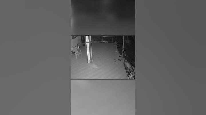 Leopard’s Night Attack on Dog Ends in Failure!