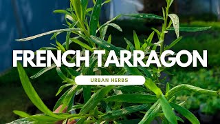 How to Grow French Tarragon