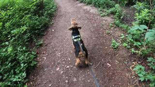 Welsh terrier Howling