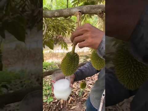 Video: Gebruik voor Durian-fruit - Leer over Durian-fruitteelt