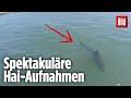 Schau dir diese Drohnen-Aufnahmen von Haien an: Hier starb ...