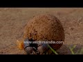 World&#39;s strongest insect! Dung beetle pushes huge booty load of poop, heaving &amp; pushing with effort