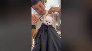Download Seharian Bermain Dengan Anjing Kecil Yang Lucu Dan Mungil... Video MP3 Seharian Bermain Dengan Anjing Kecil Yang Lucu Dan Mungil...