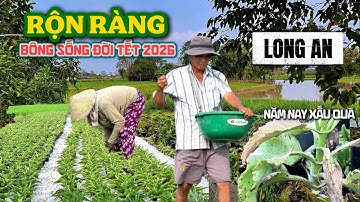 Nhiều Vườn Cây Xấu - KHU TRỒNG BÔNG SỐNG ĐỜI TẾT 2026 CẦN GIUỘC LONG AN XƯA.