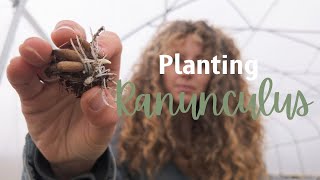 Plant Ranunculus With Me and Chat