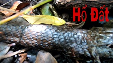 Giăng Lưới Rắn Bỏ 2 Ngày Không Đi Thăm Dính Rắn Hổ Đất Và Cái Kết Thê Thảm