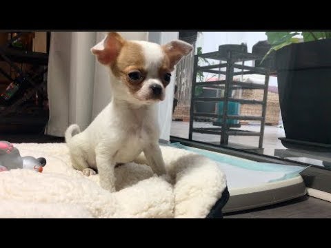 Vídeo: Cachorro Chihuahua Primeiro Dia Na Nova Casa