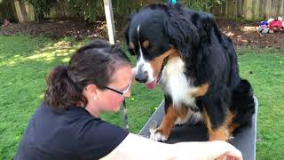 Dog Grooming Video: Second Video on how to trim your Bernese Mountain Dog's feet