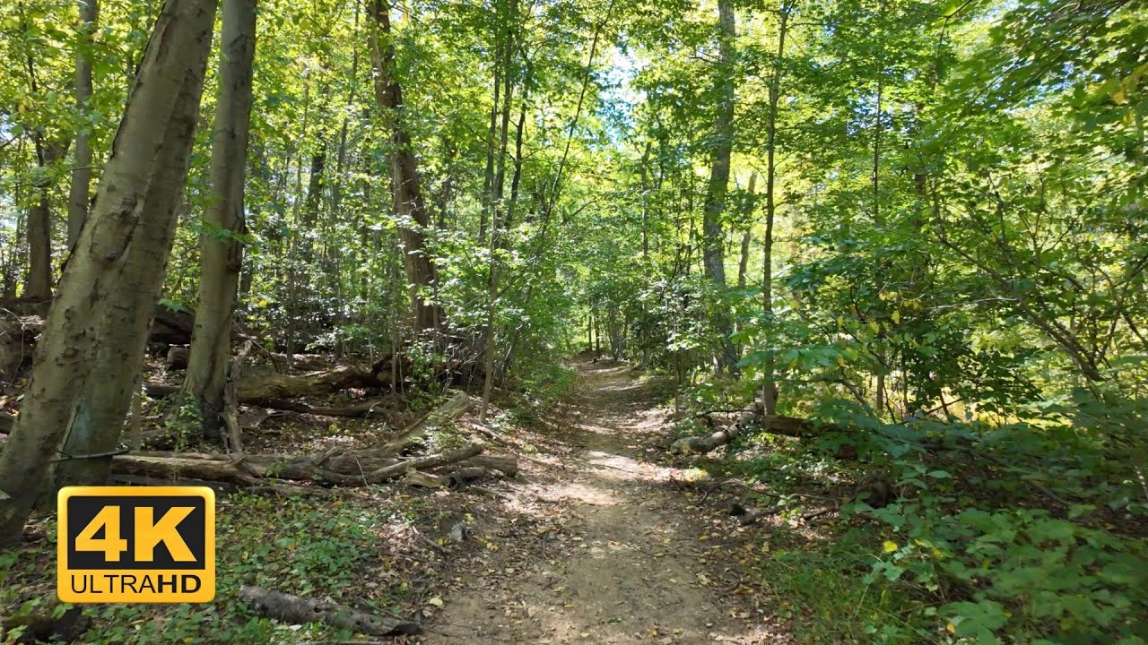 4K Autumn Forest Walk | Relaxing Fall Nature Sounds for Sleep, Study, Meditation & Stress Relief