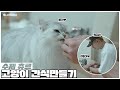 [ohhoho🐱] 고양이 간식 수제 츄르 만들기 + 츄르 먹방 l 원호 WONHO